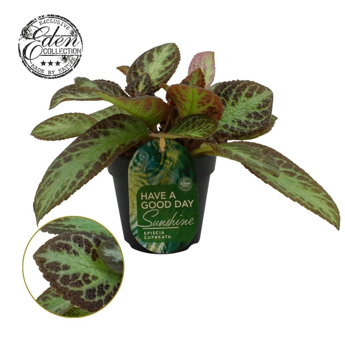 <h4>Episcia Cupreata Zebra 12cm</h4>