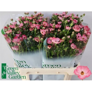 Ran Co Magical Strawberry