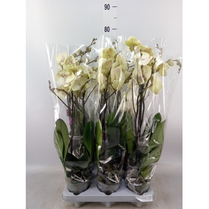 Phalaenopsis   ...