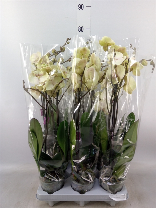 <h4>Phalaenopsis   ...</h4>