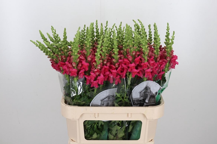 <h4>Antir Poto Cher Rose</h4>
