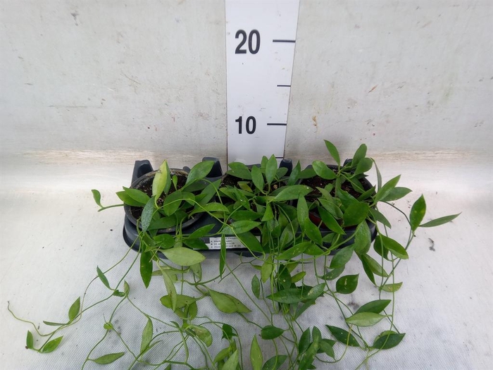 <h4>Planten   ... L%</h4>