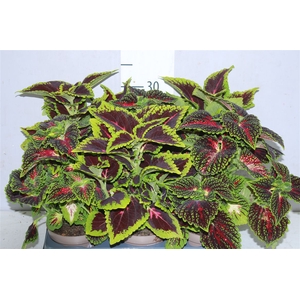 Coleus Urban Mix 12cm
