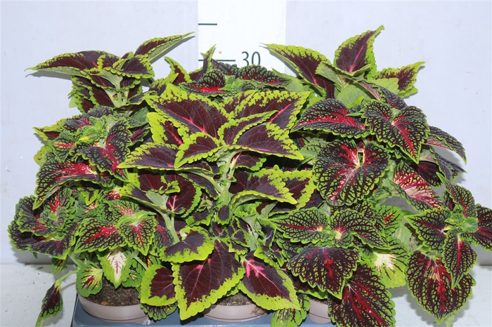<h4>Coleus Urban Mix 12cm</h4>