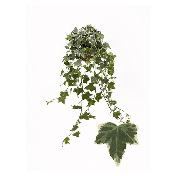<h4>Hedera helix gemengd witbont</h4>