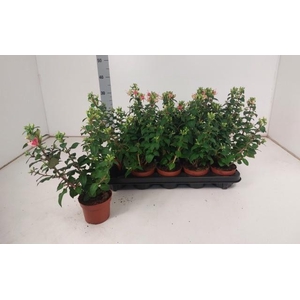 FUCHSIA W JUBELTEEN