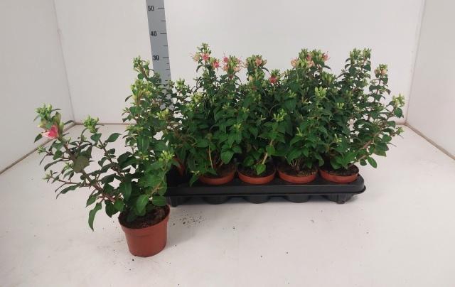 <h4>FUCHSIA W JUBELTEEN</h4>