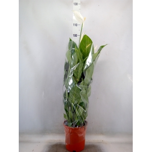 Spathiphyllum  'Sweet Lauretta'