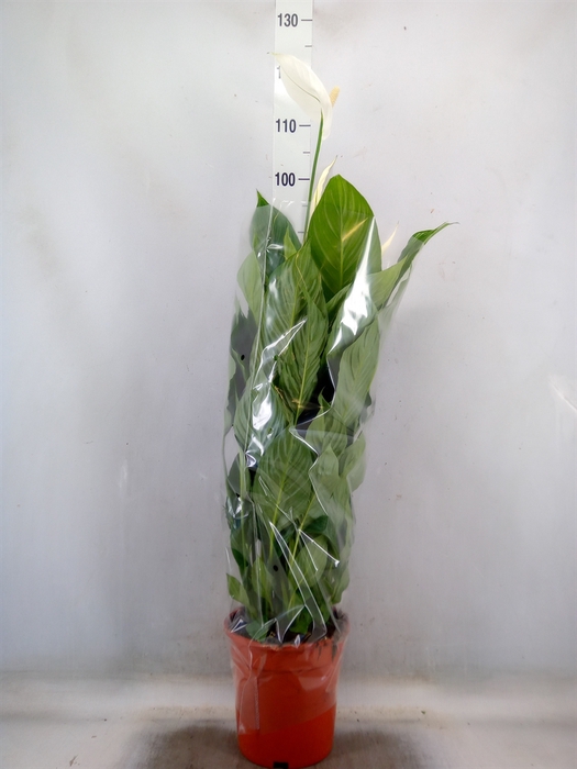 <h4>Spathiphyllum  'Sweet Lauretta'</h4>