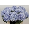 Hydrangea verena blue