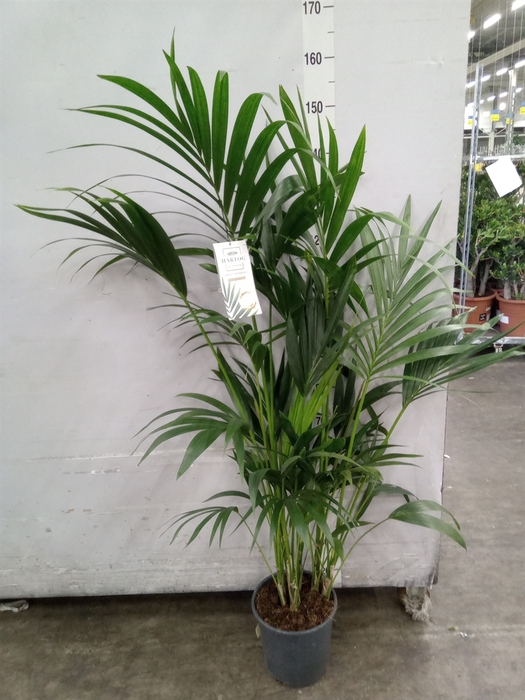 <h4>Howea forsteriana</h4>