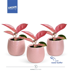 Aglaonema - Karma Valkyrie | Sierpot + Waterresoir | Veenvrij