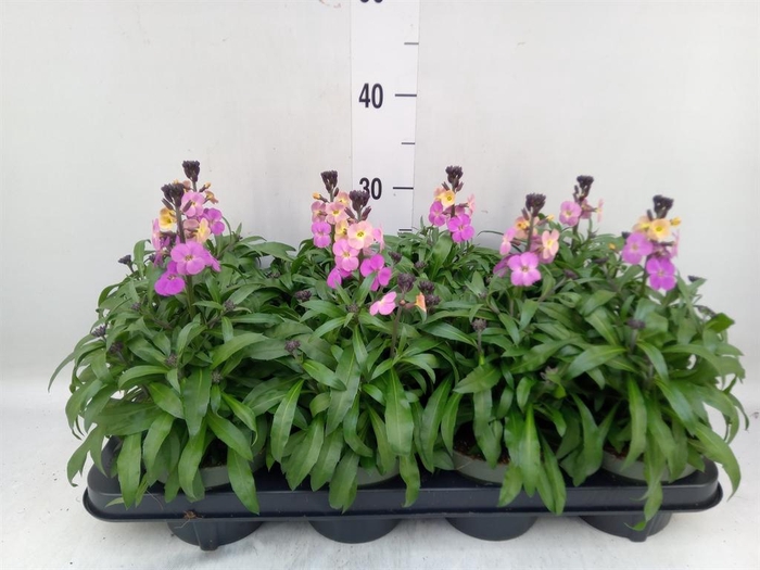 <h4>Erysimum  'Leya Purple Glow'</h4>