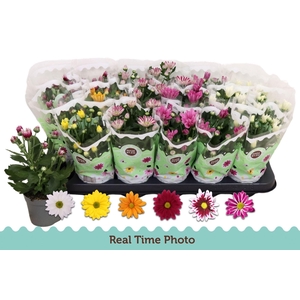 Chrysanthemum gemengd 6klr.