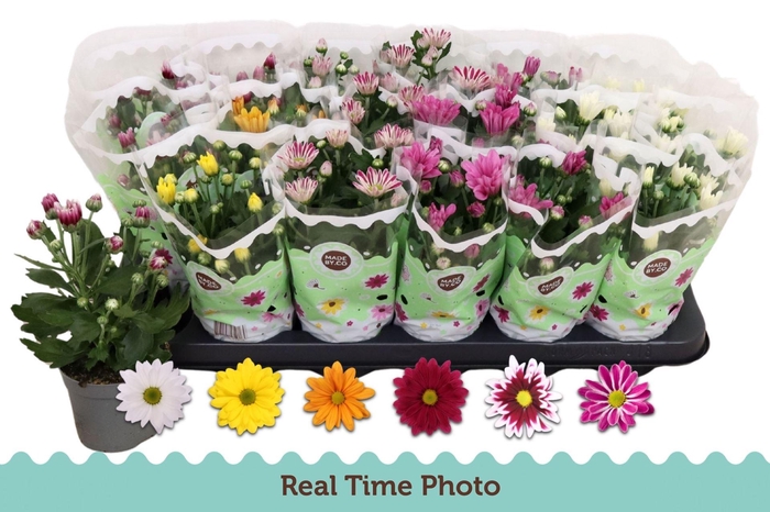 <h4>Chrysanthemum gemengd 6klr.</h4>