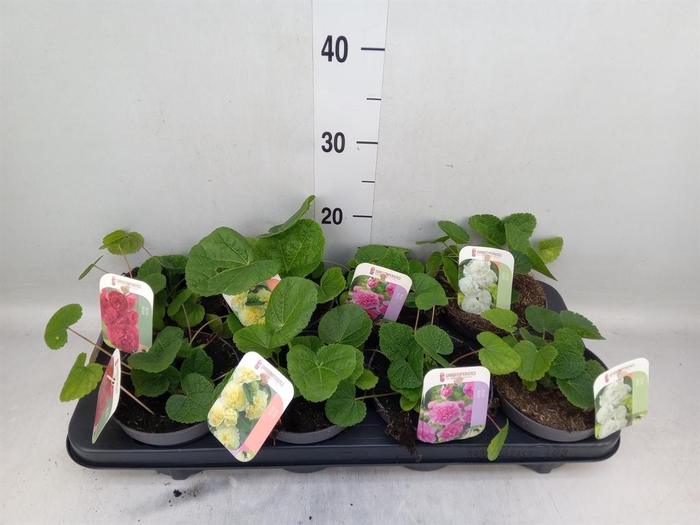 <h4>Alcea rosea</h4>