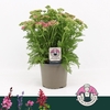 ACHI MILLEFOLIUM
