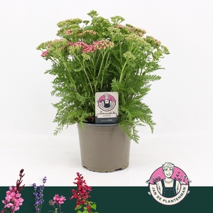 ACHI MILLEFOLIUM