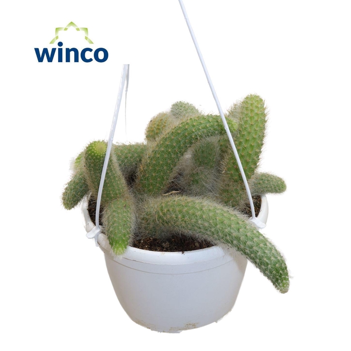 <h4>Hildewinteria Colademoninis</h4>