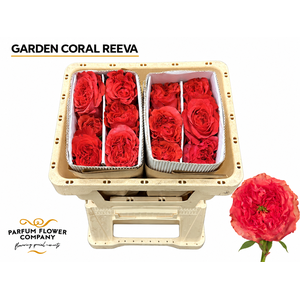 Rosa Garden Coral Reeva