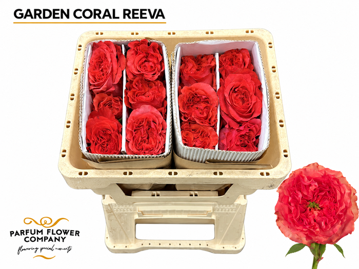 <h4>Rosa Garden Coral Reeva</h4>