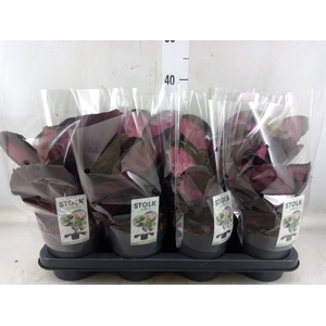 Calathea roseopicta 'Crimson'