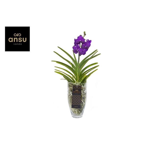 <h4>Vanda hybriden</h4>