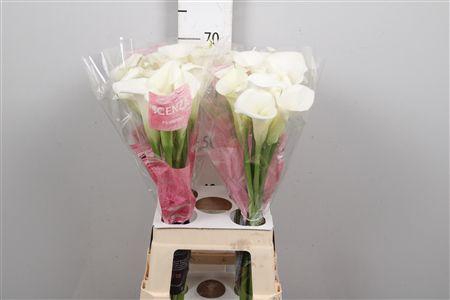 <h4>Zant Ivory Art</h4>