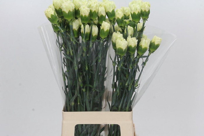 <h4>Dianthus St Lady Midori</h4>