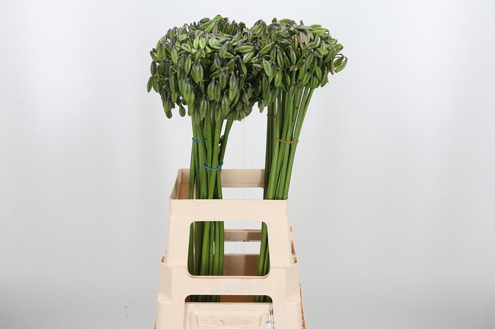 <h4>Agapanthus Overig</h4>