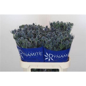 Eryn A Blue Dynamite