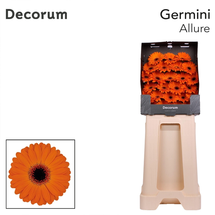 <h4>Germini Allure Diamond</h4>