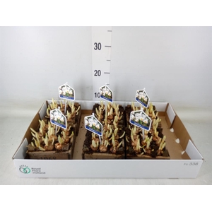 Arr.   Bol/Knolgewas L%