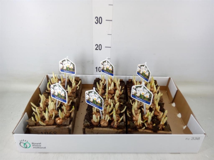 <h4>Arr.   Bol/Knolgewas L%</h4>