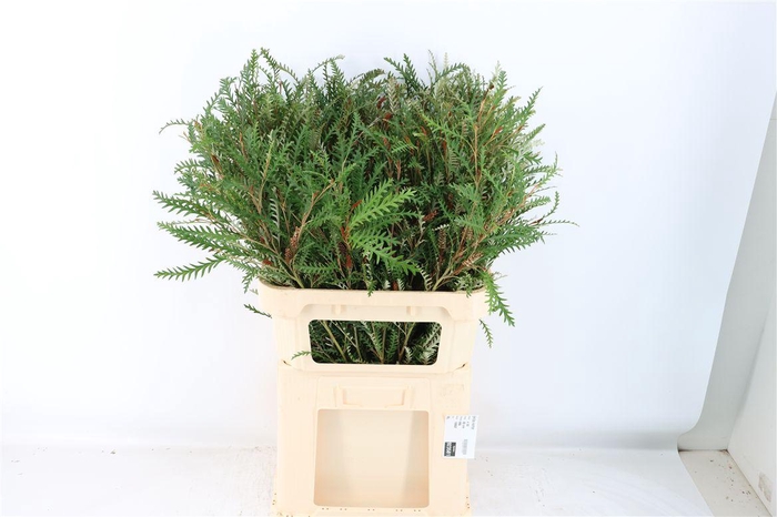 <h4>Grevillea Ivanhoe</h4>