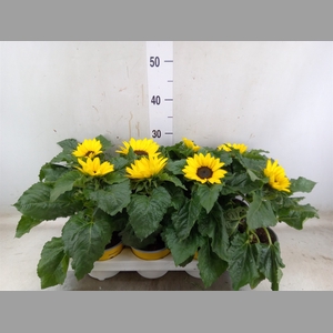 Helianthus an. 'Sunsation'