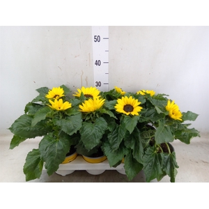 Helianthus an. 'Sunsation'