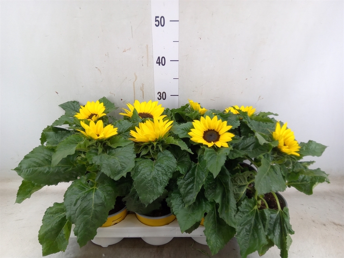 <h4>Helianthus an. 'Sunsation'</h4>
