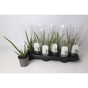 ALOE VERA