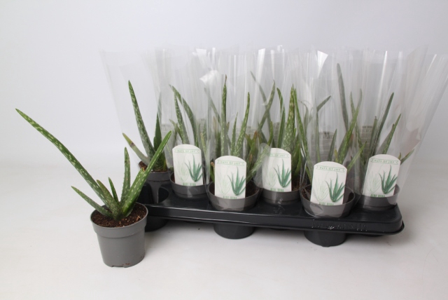 <h4>ALOE VERA</h4>