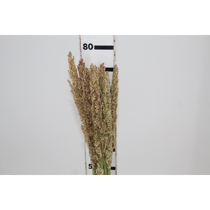 FOLHAGEM SORGO