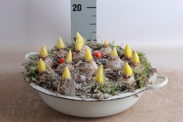 <h4>Arr Hyacinth</h4>