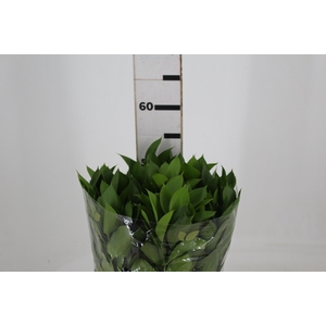 FOLHAGEM RUSCUS 050 CM