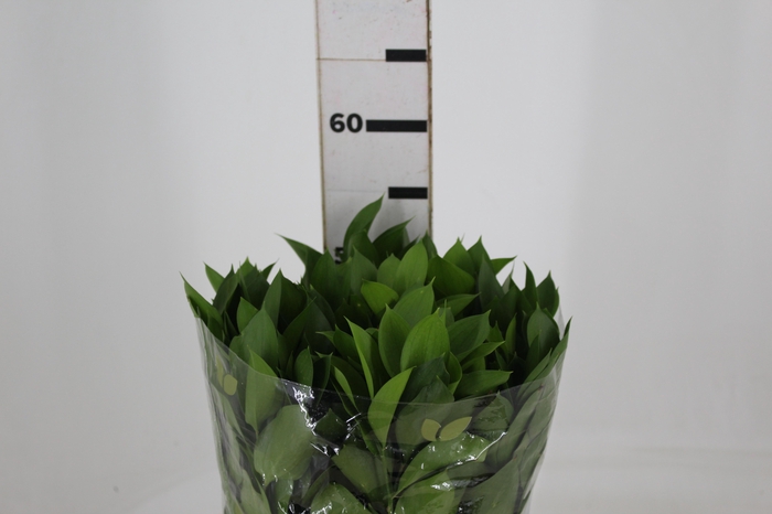 <h4>FOLHAGEM RUSCUS 050 CM</h4>