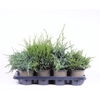 Juniperus Overig P13 mix