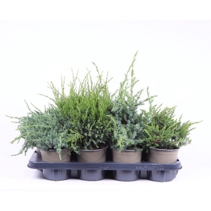 Juniperus Overig P13 mix
