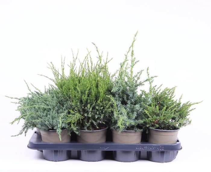 Juniperus Overig P13 mix