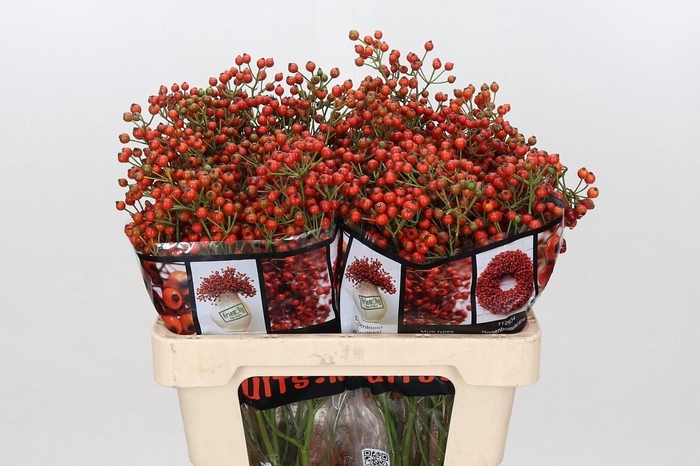<h4>Rozenbottel Autumn Rosefruits</h4>