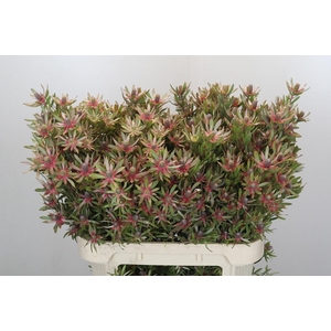 LEUCAD AYOBA ST PEAR