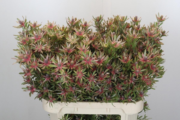 <h4>LEUCAD AYOBA ST PEAR</h4>